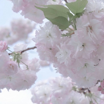 Furry插画元素设计福瑞群